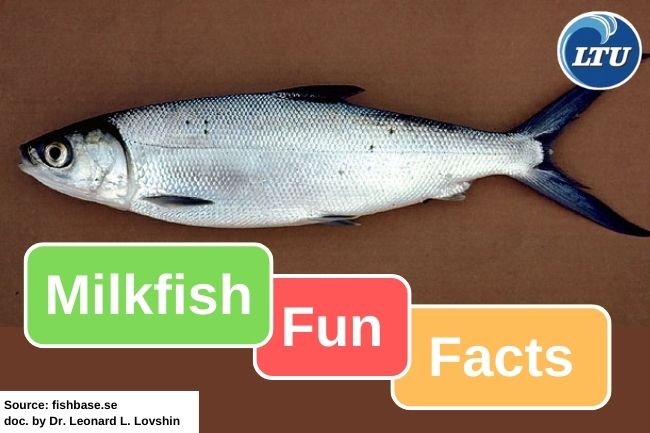 8 Fun Facts About Milkfish